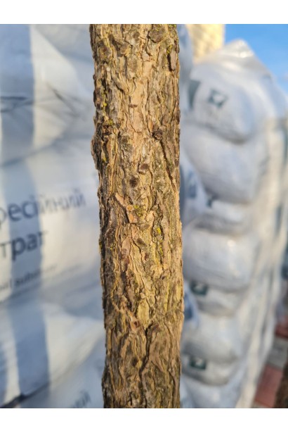 Фундук Варшавський Червоний на штамбі стовбур